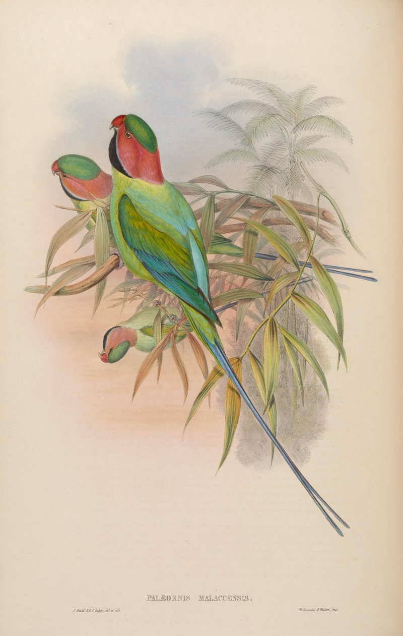 Palæornis malaccensis = Psittacula longicauda nicobarica av John Gould