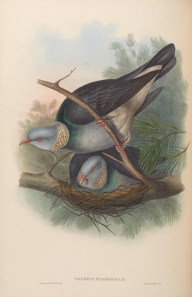 Columbus av John Gould