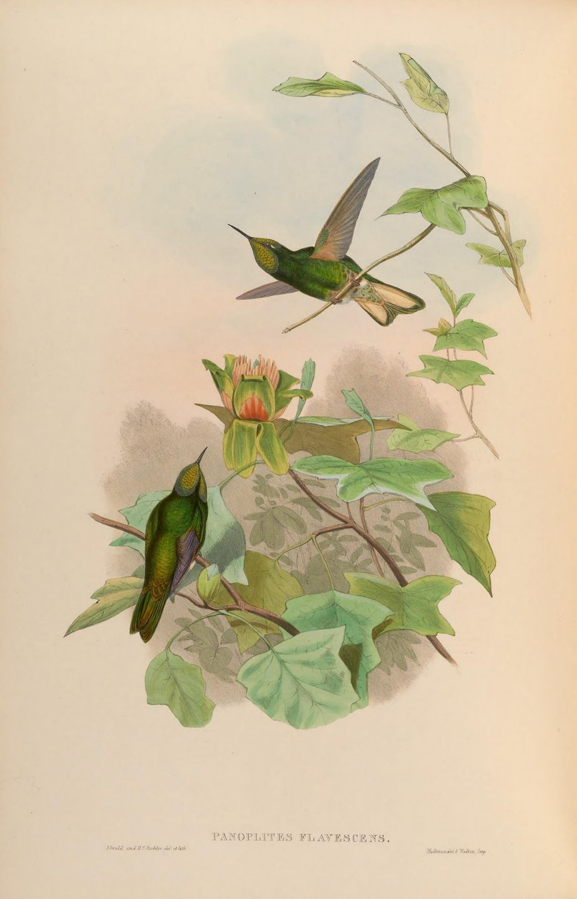 Panoplites flavescens = Boissonneaua flavescens av John Gould