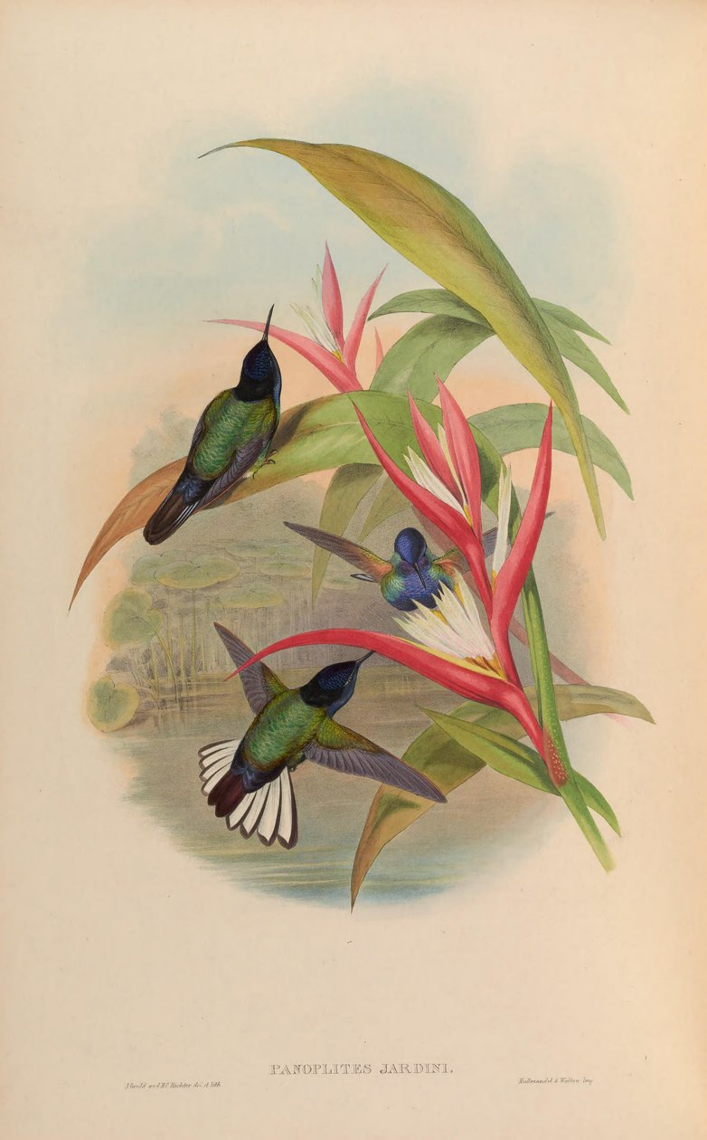 Garden panoplites = Boissonneaua jardini av John Gould