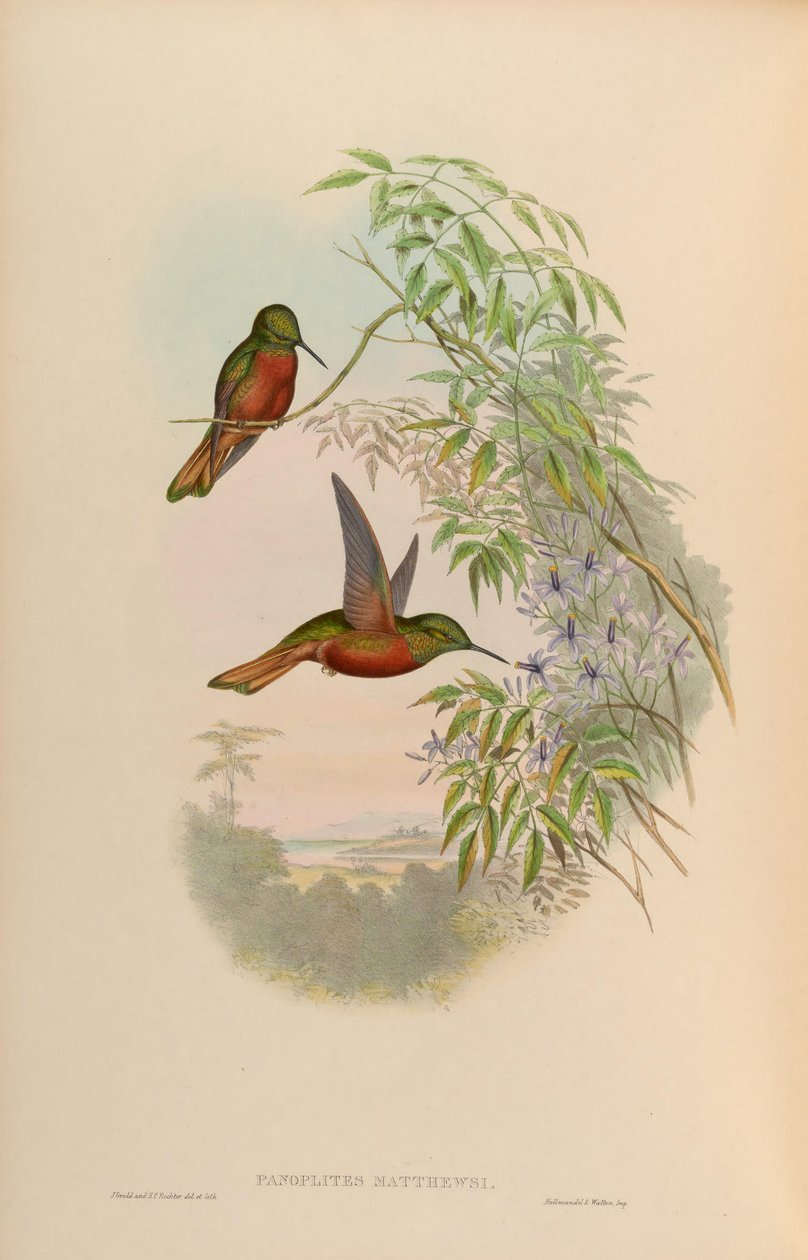 Panoplites matthewsii = Boissonneaua matthewsii av John Gould