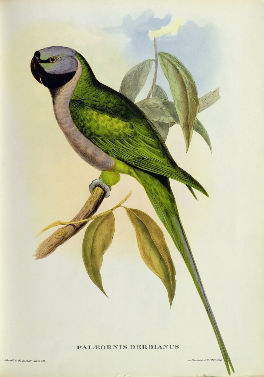 Parakitt: Palaeornis Derbianus, ca. 1850 av John Gould