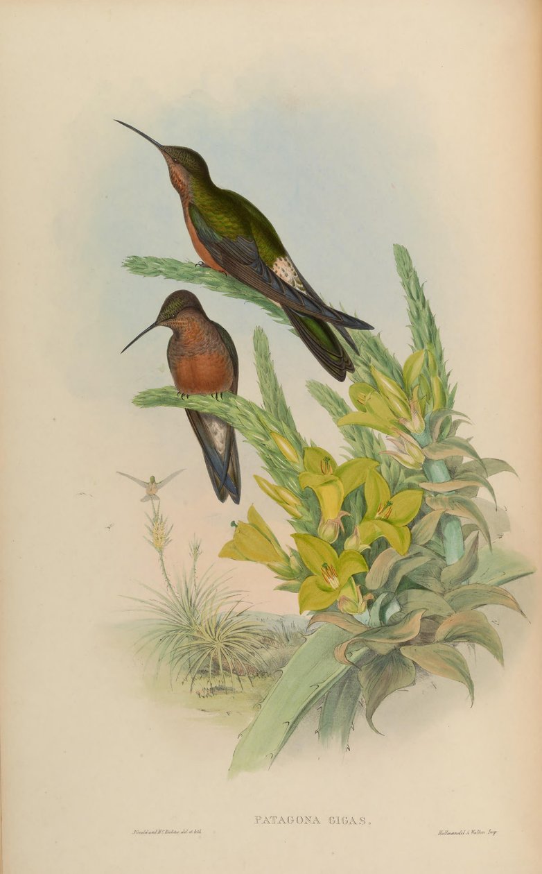 Patagona gigas av John Gould