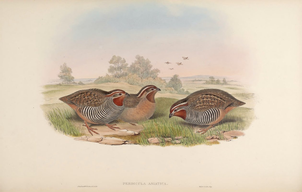 Asiatisk agerhøne av John Gould