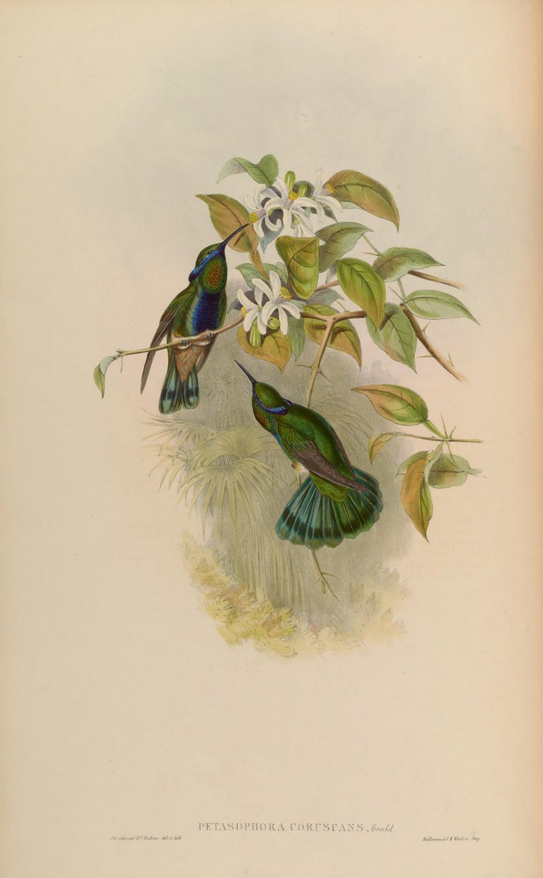 Petasophora blinker = Colibri blinker av John Gould