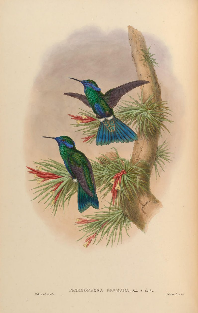 Petasophora germana = Colibri blinkende germanus av John Gould