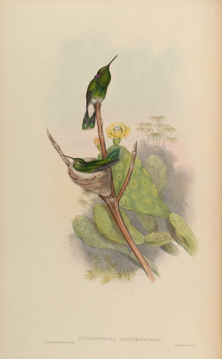 Petasophora serrirostris = Colibri serrirostris av John Gould