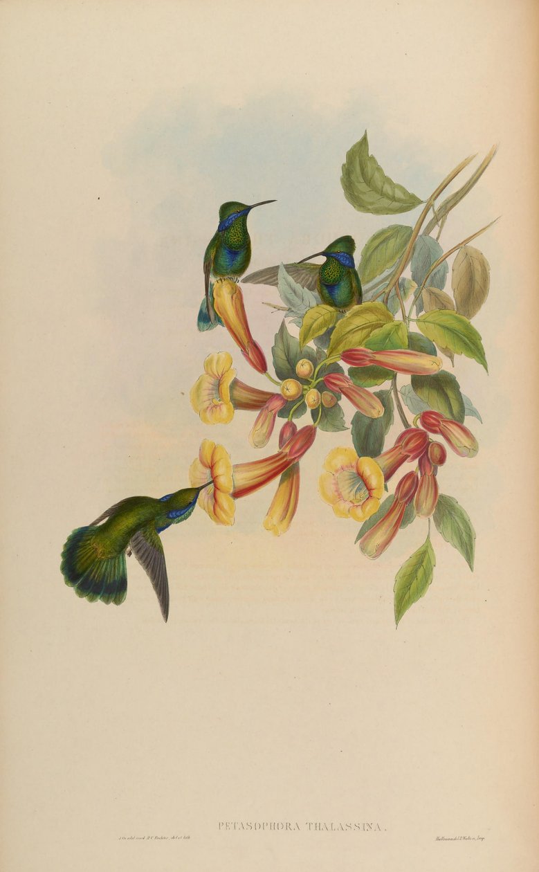 Petasofora sjømat = Hummingbird sjømat av John Gould
