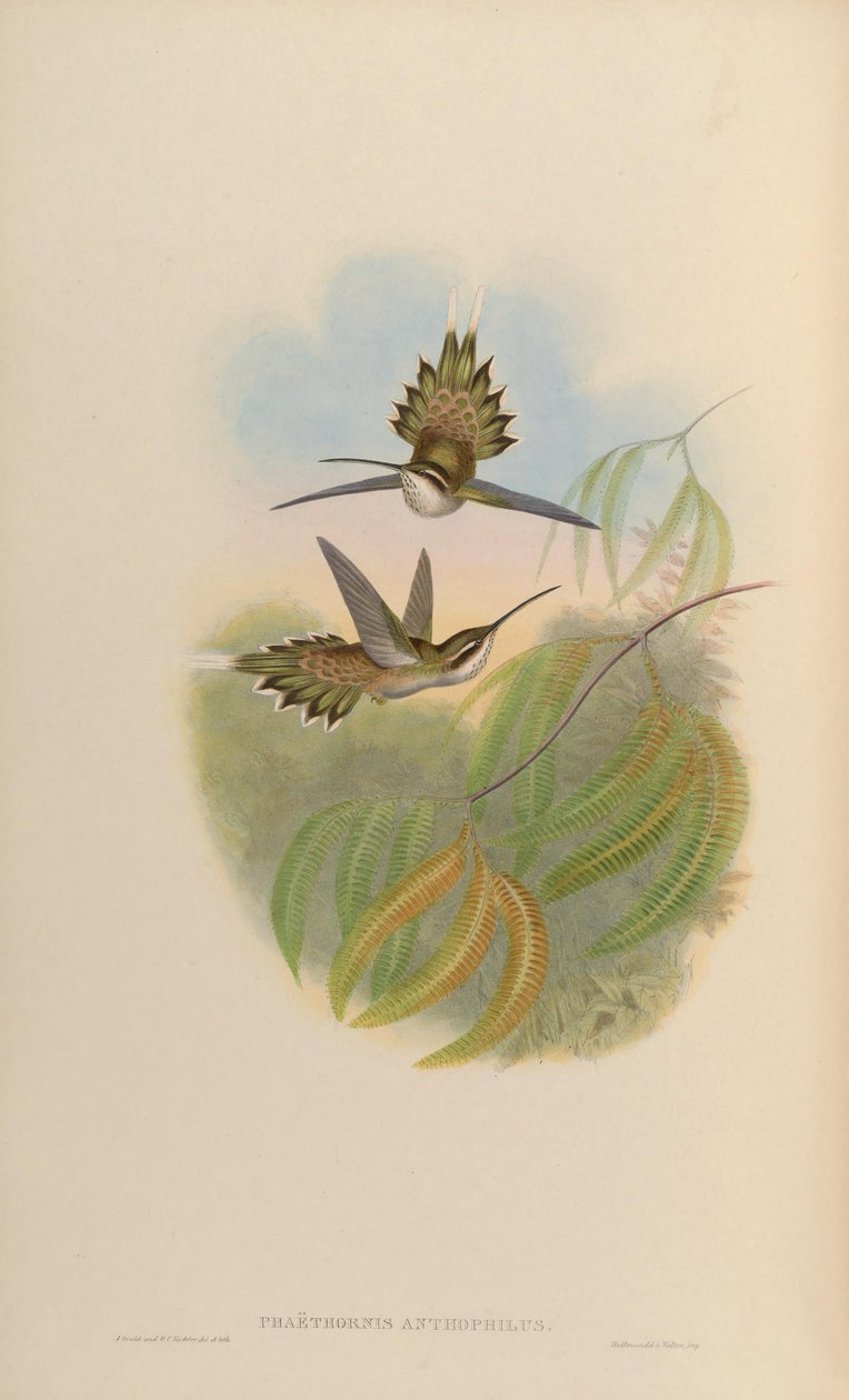 Phaethornis anthophilus av John Gould