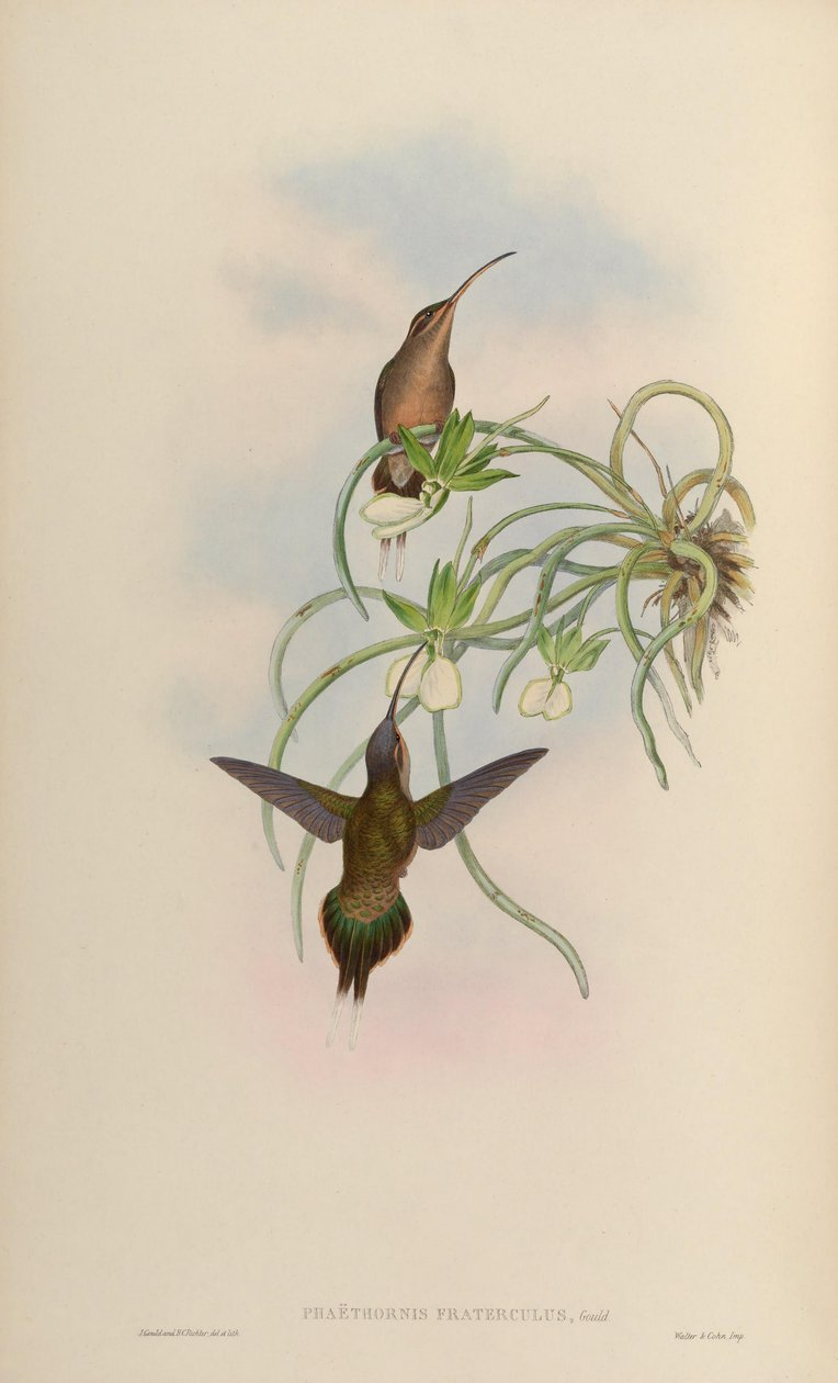 Phaethornis fraterculus = Phaethornis superciliosus superciliosus av John Gould