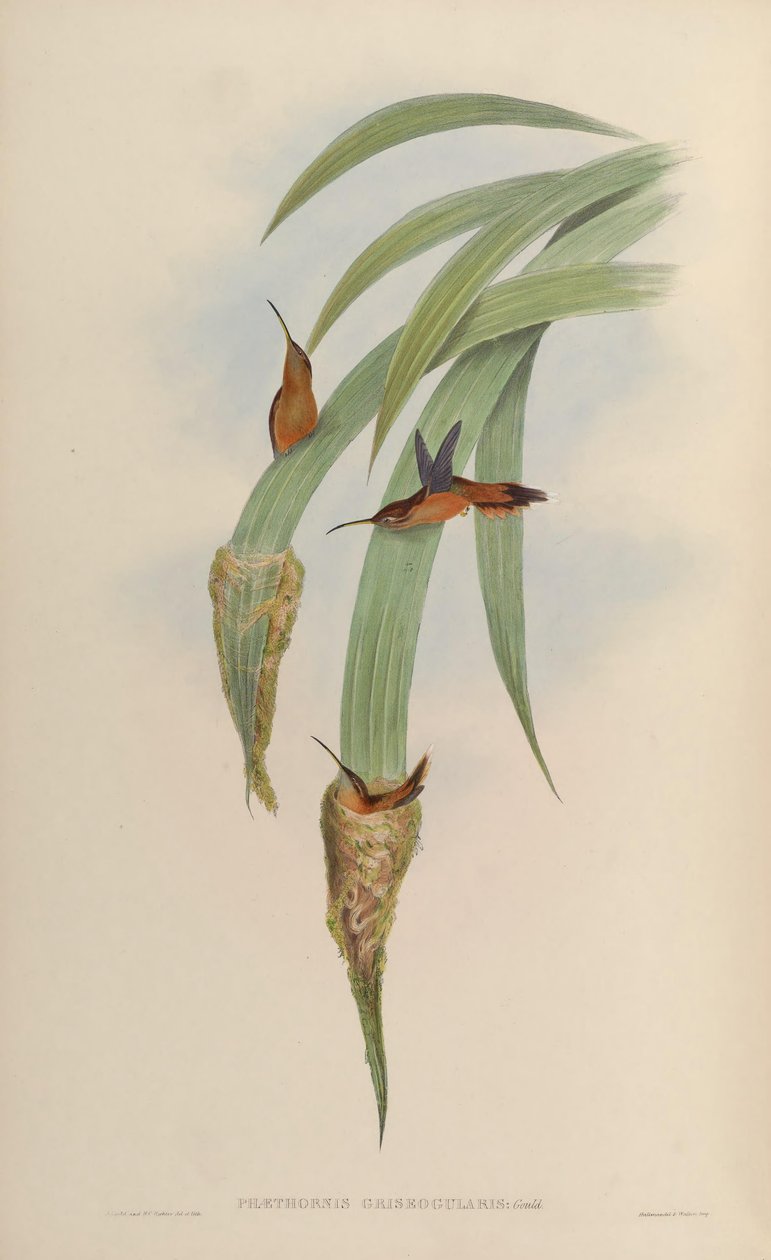 Phaethornis griseogularis av John Gould