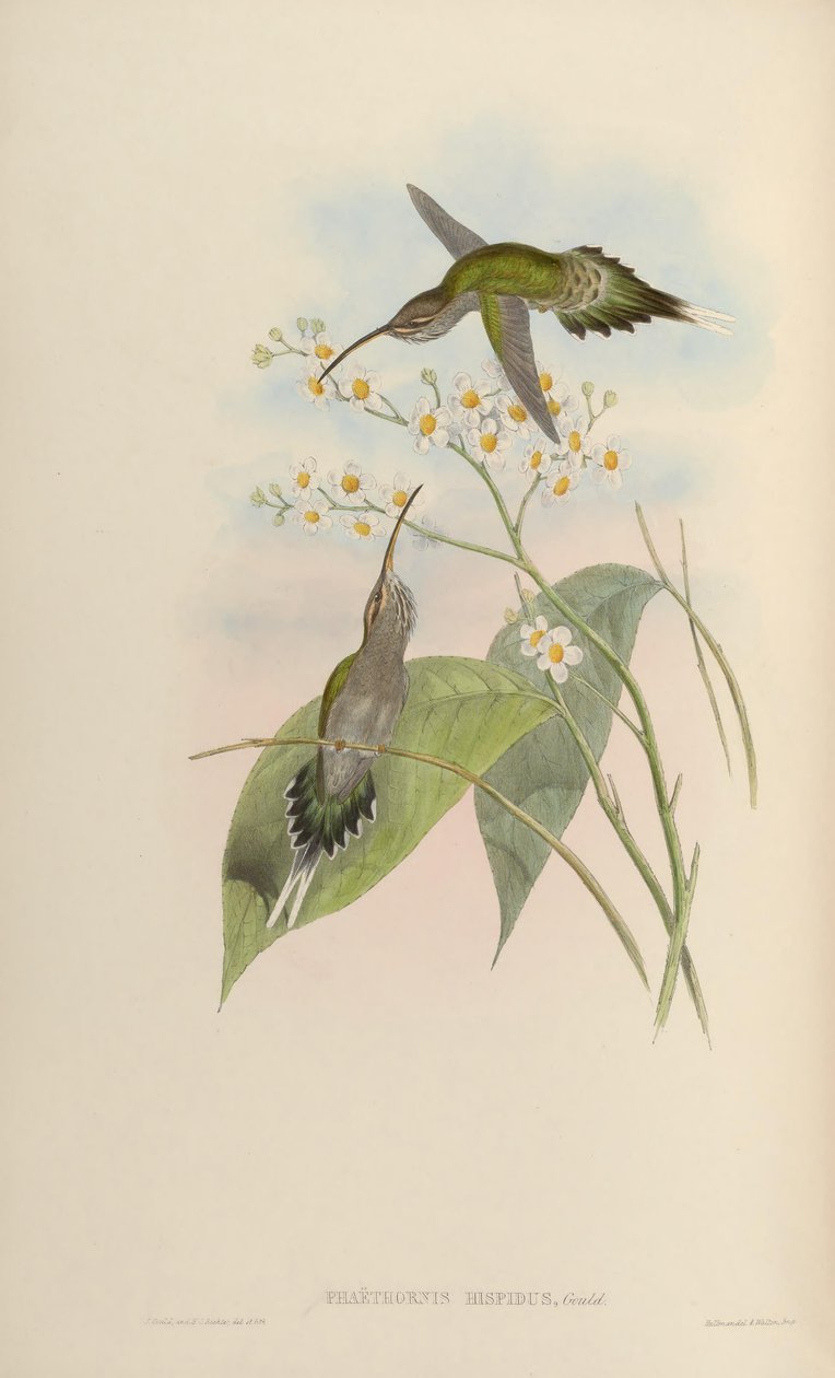Phaethornis hispidus av John Gould