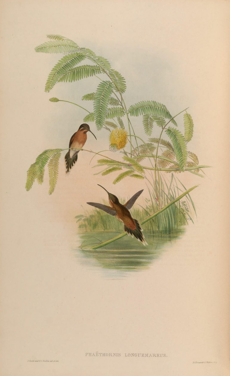 Phaethornis longuemareus av John Gould