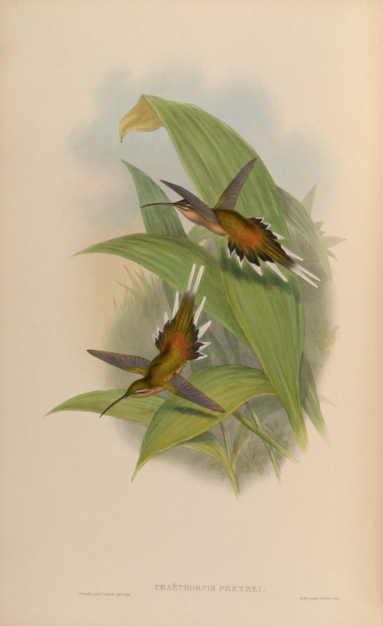 Phaethornis pretrei av John Gould