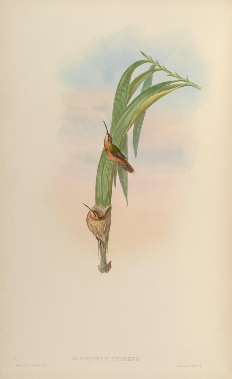 Phaethornis pygmaeus = Phaethornis ruber ruber av John Gould