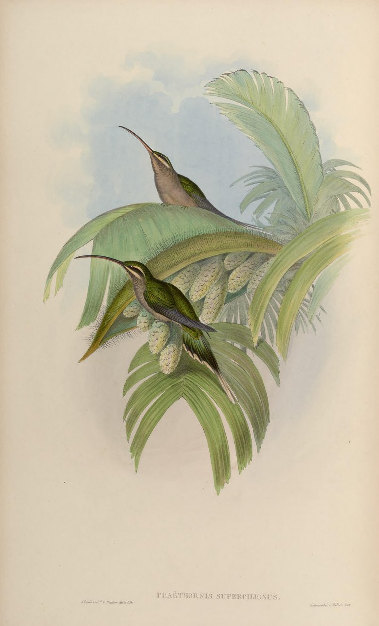 Phaethornis superciliosus av John Gould