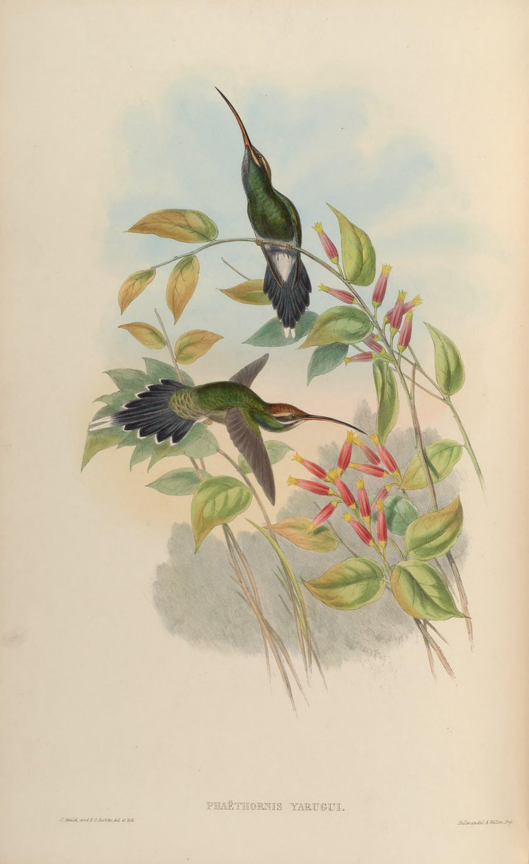 Phaethornis yaruqui av John Gould