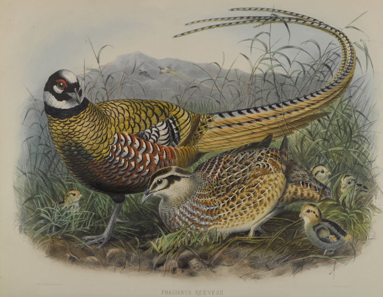 Phasianus Reevesii: Reeves Fasan av Joseph Smit