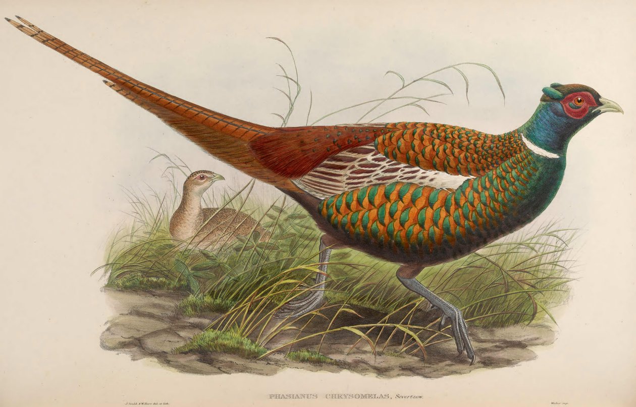 Phasianus chrysomelas = Phasianus colchicus chrysomelas av John Gould