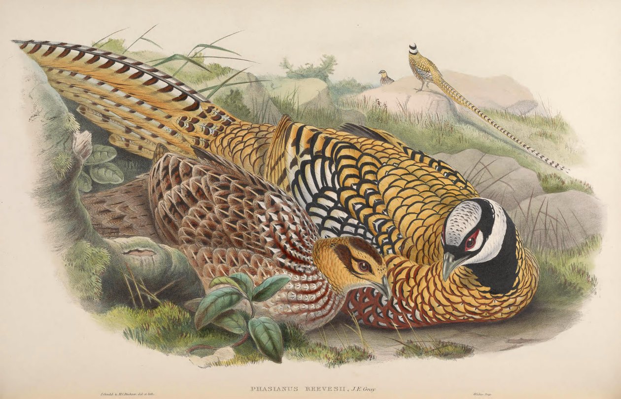 Phasianus reevesii av John Gould