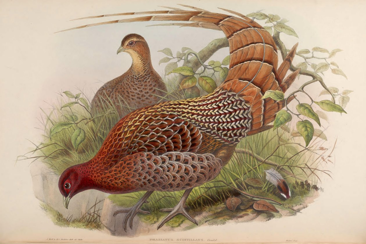 Phasianus scintillans = Syrmaticus soemmerringii scintillans av John Gould
