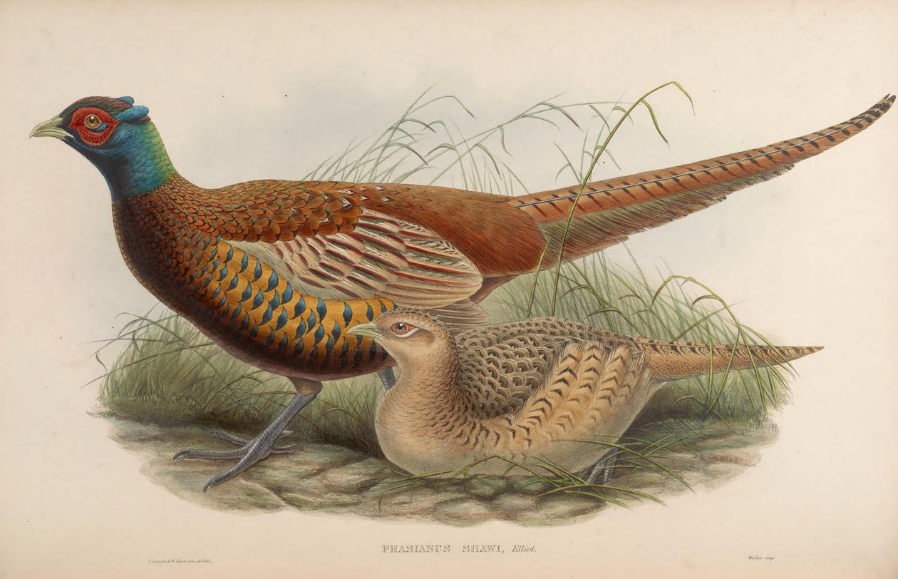Phasianus shawii = Phasianus colchicus shawii av John Gould