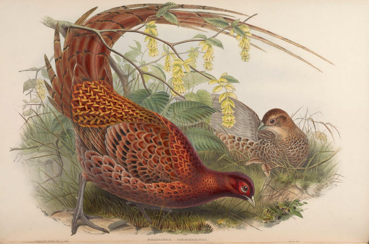 Phasianus soemmeringii = Syrmaticus soemmerringii av John Gould