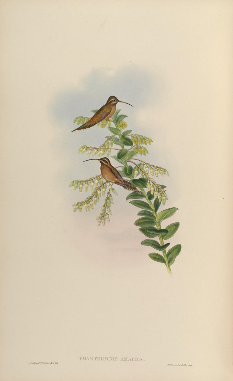 Phaëthornis amaura = Phaethornis striigularis striigularis av John Gould