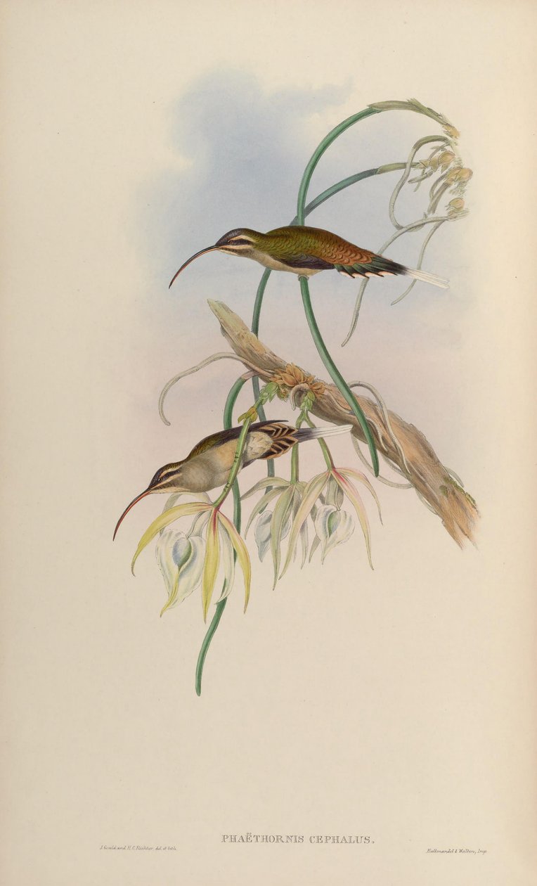 Phaëthornis cephalus = Phaethornis longirostris longirostris av John Gould
