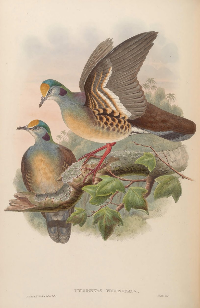 Phlogoenas sadgma = Galliumba av John Gould