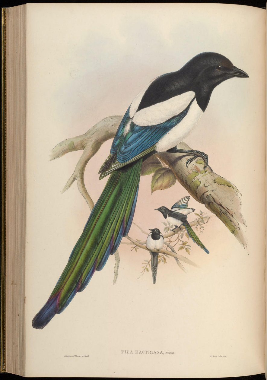 Pica bactriana = Pica pica bactriana av John Gould