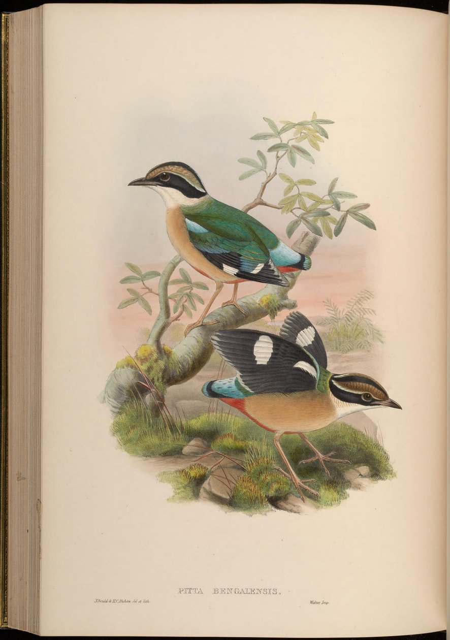 Pitta bengalensis = Pitta brachyura av John Gould