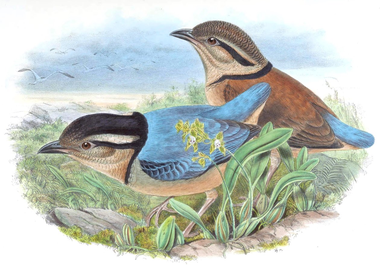 Pitta caerulea = Hydrornis caeruleus av John Gould