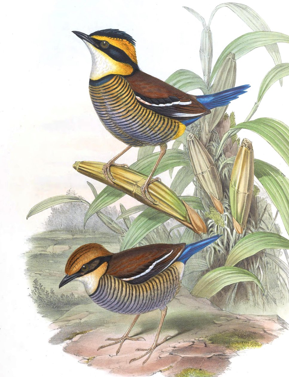 Pitta cyanura = Hydrornis (guajana) guajana av John Gould