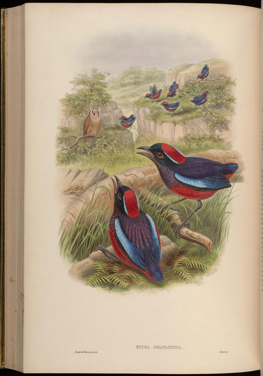 Pitta granatina = Erythropitta granatina granatina av John Gould