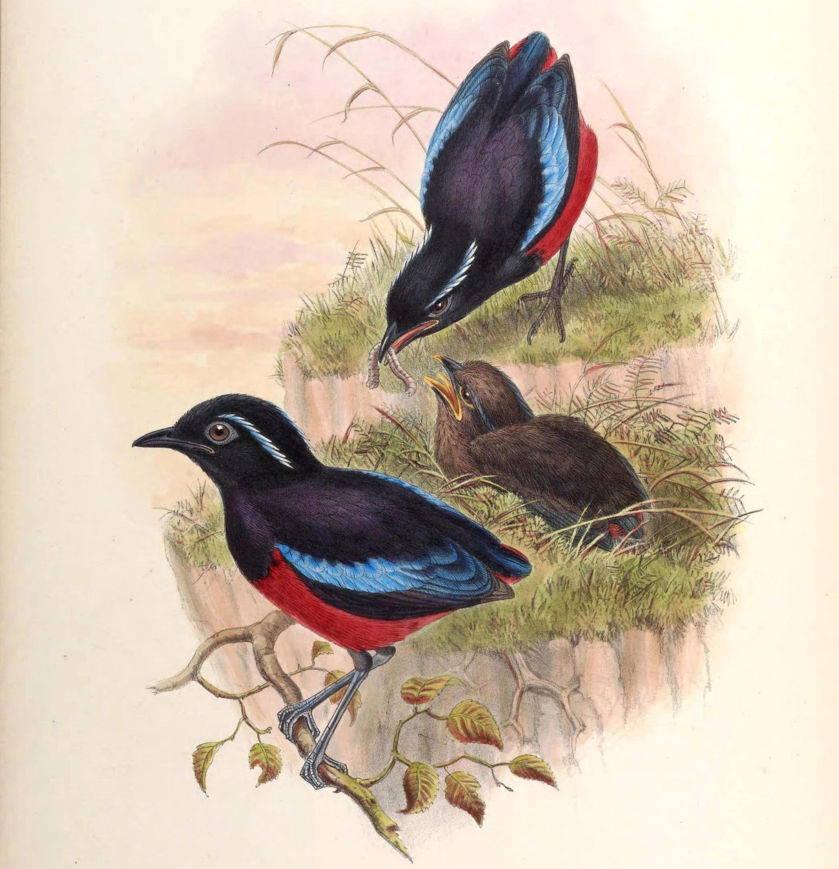 Pitta ussheri = Erythropitta ussheri av John Gould
