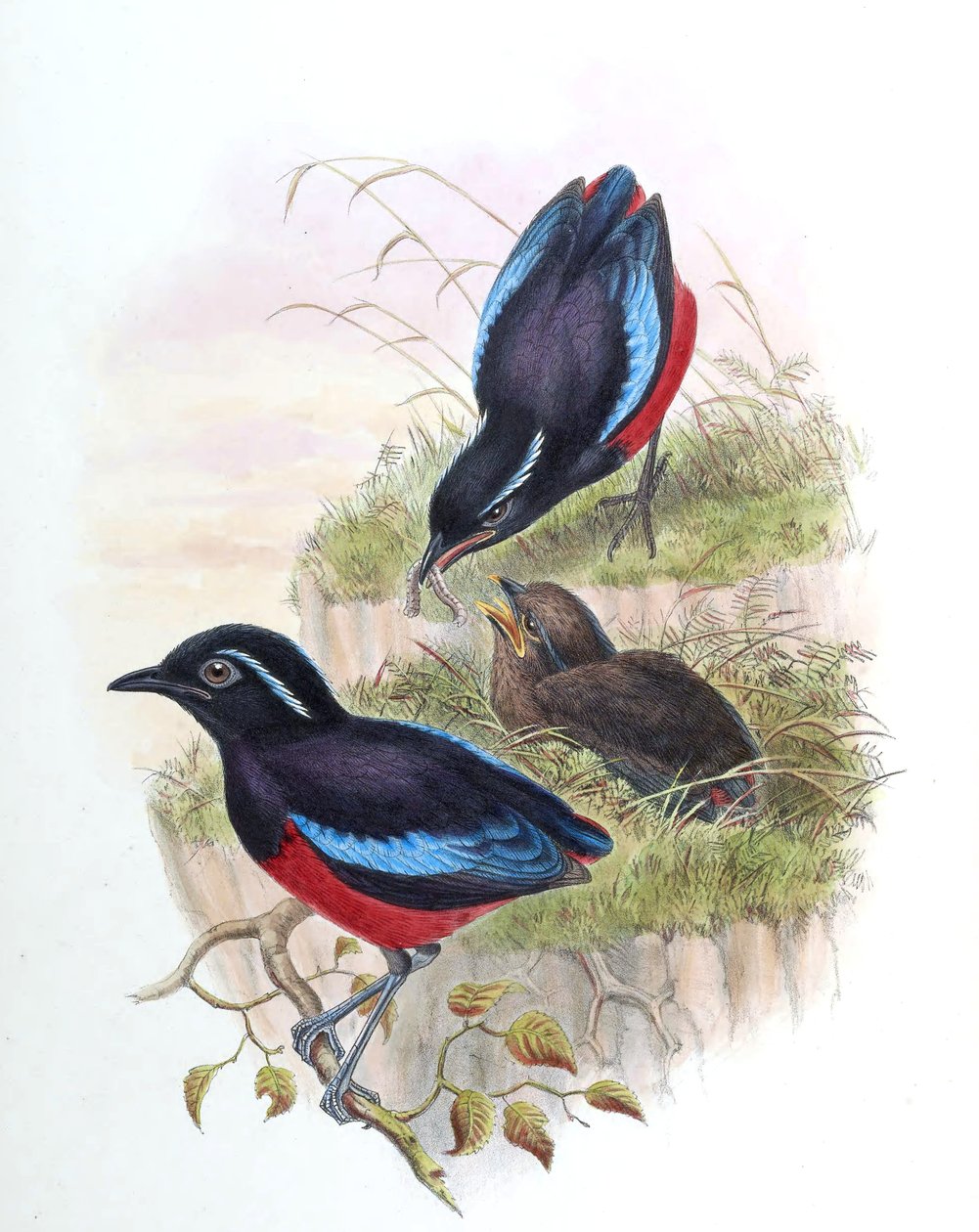 Pitta ussheri = Erythropitta ussheri av John Gould