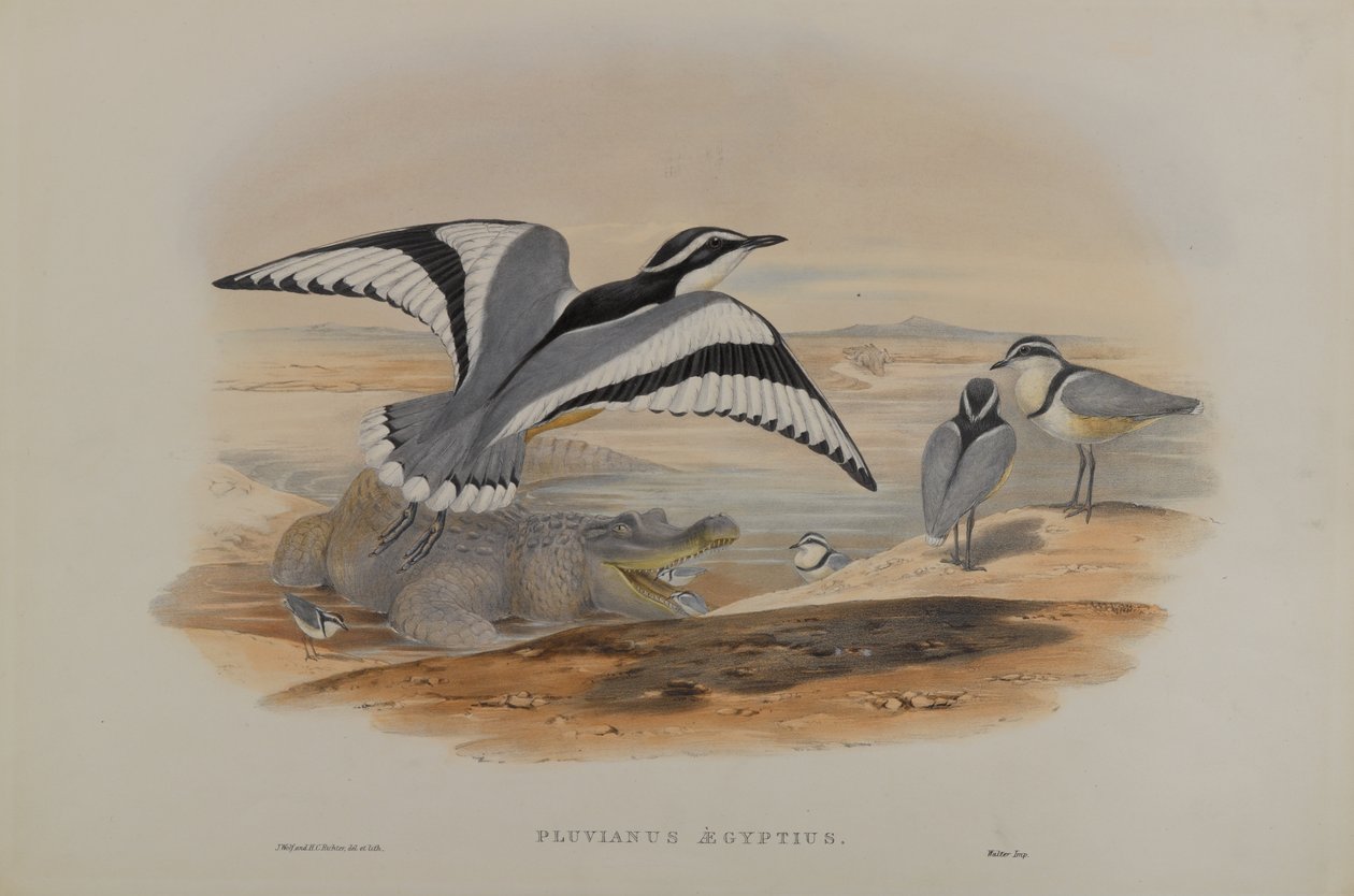 Egypteren Pluvius av John Gould