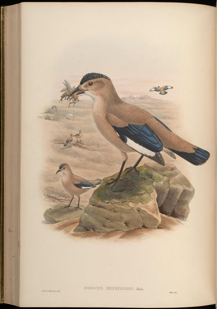 Podoces hendersoni av John Gould
