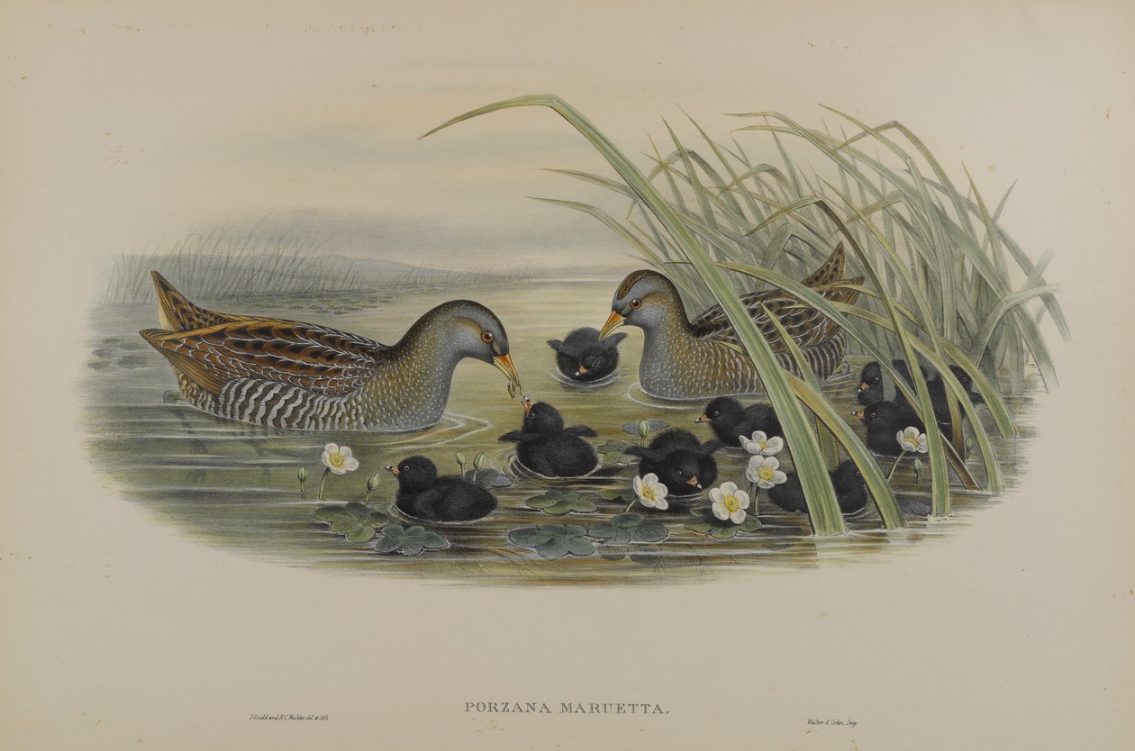 Porzana Maruetta - Spotted Crane av John Gould