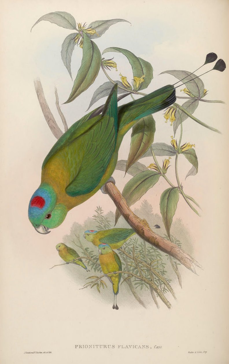 Prioniurus flavicans av John Gould