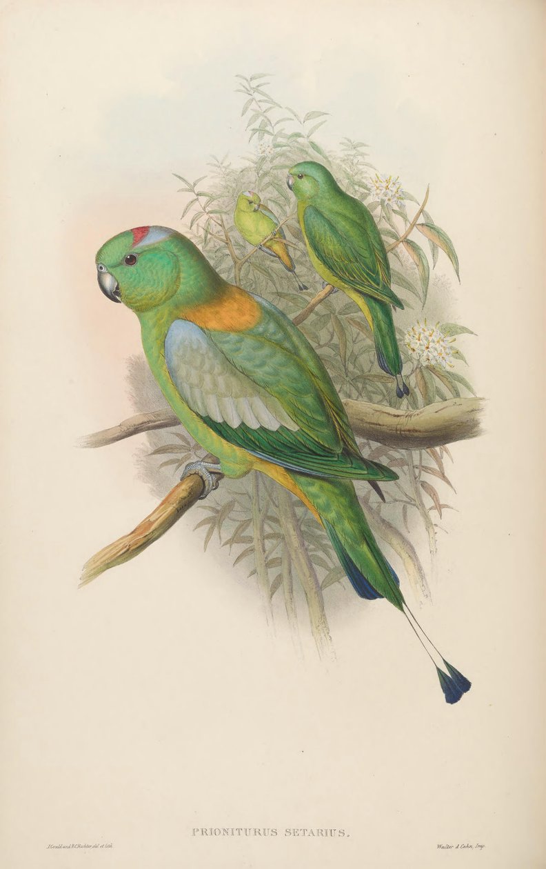 Prioniurus setarius = Prioniturus platus av John Gould
