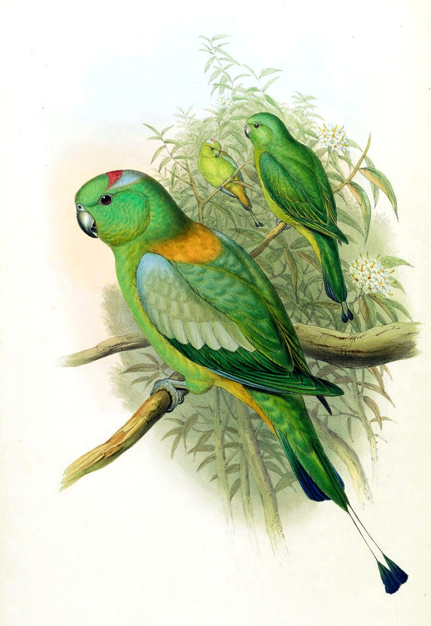 Prioniurus setarius = Prioniturus platus av John Gould
