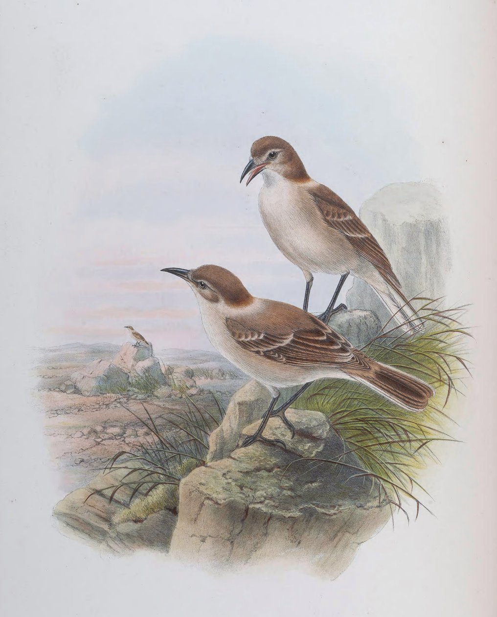 Pseudopodoces lav (syn. Parus lav) av John Gould