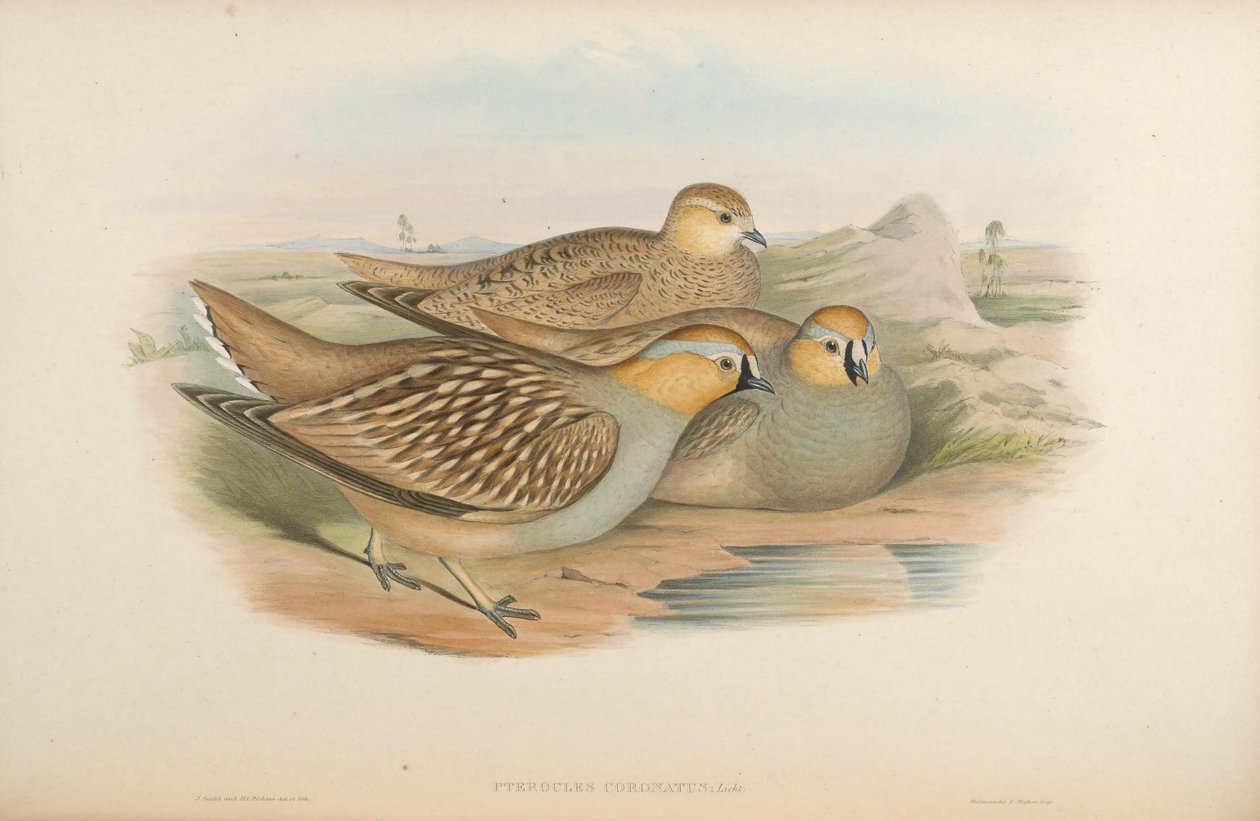 Pterocles coronatus av John Gould
