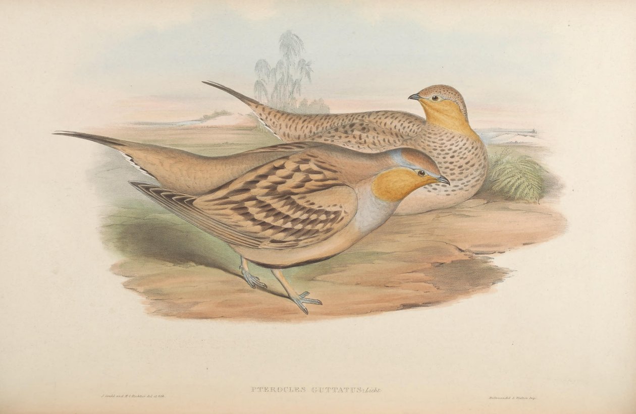 Pterocles guttatus = Pterocles senegallus av John Gould