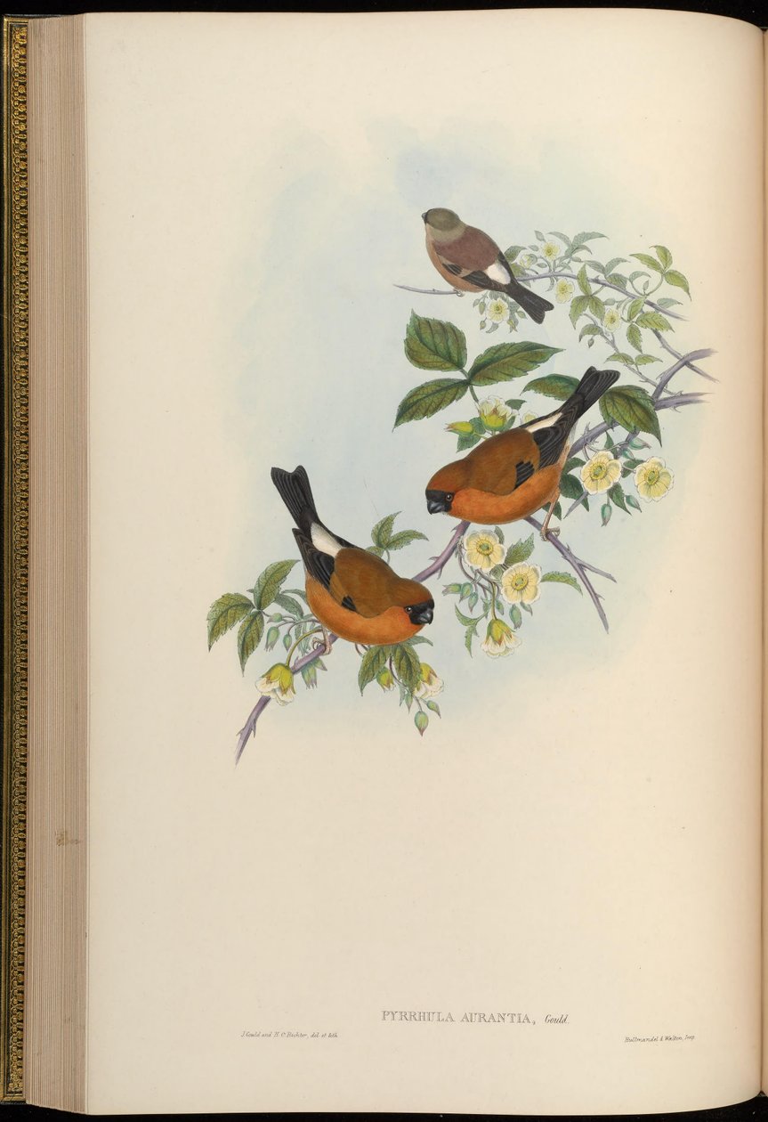 Pyrrhula aurantia = Pyrrhula aurantiaca av John Gould