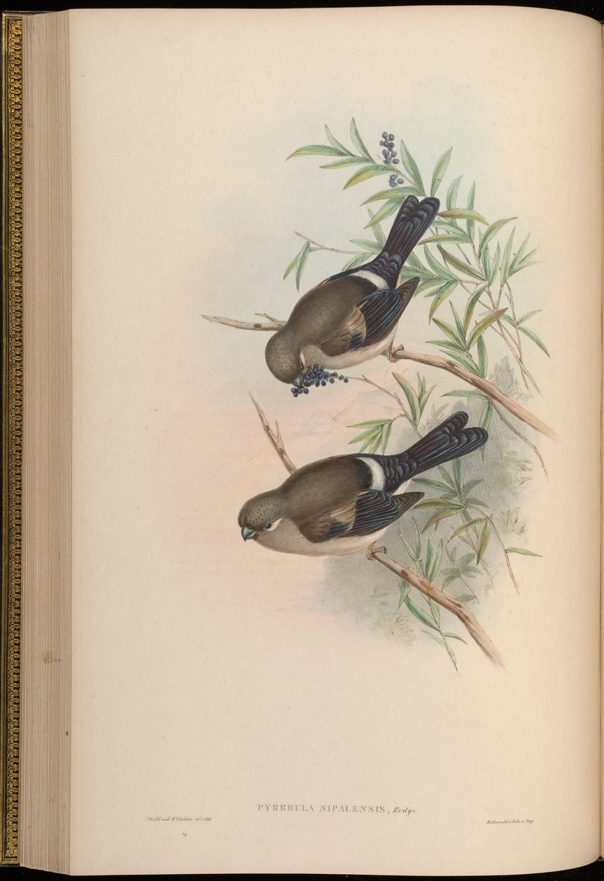 Pyrrhula nipalensis av John Gould