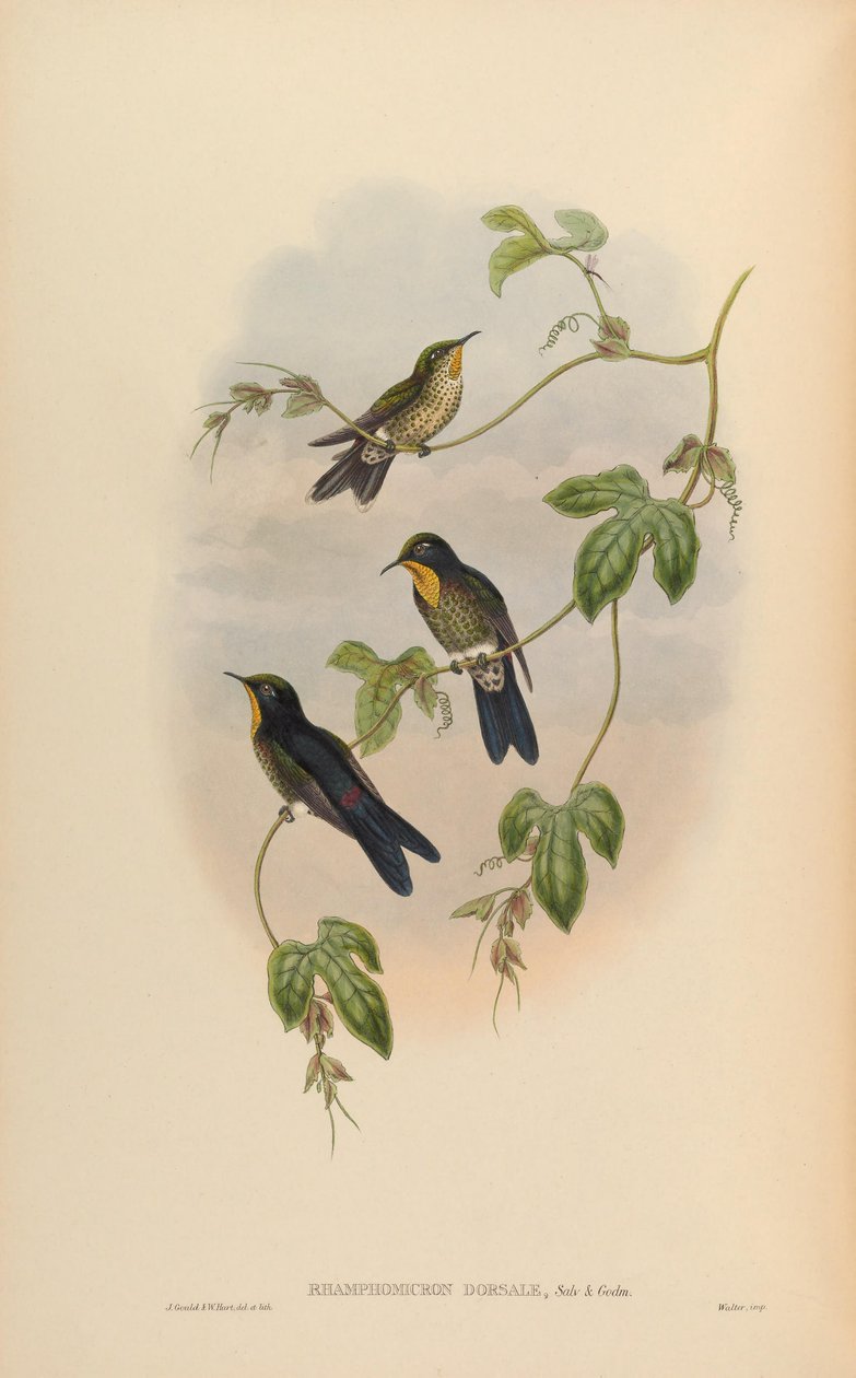 Dorsal Ramphomicron av John Gould