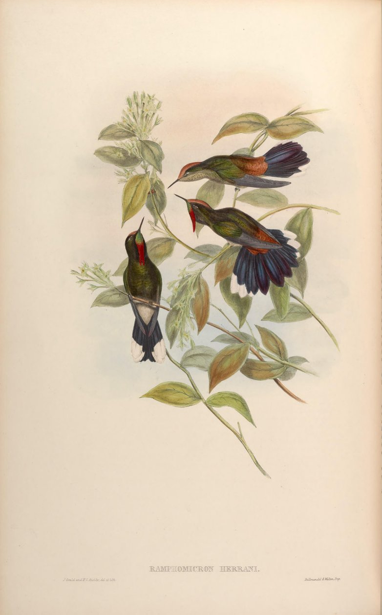Ramphomicron herrani = Chalcostigma herrani av John Gould